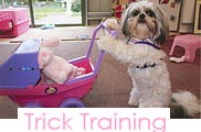 Dog Trick Training